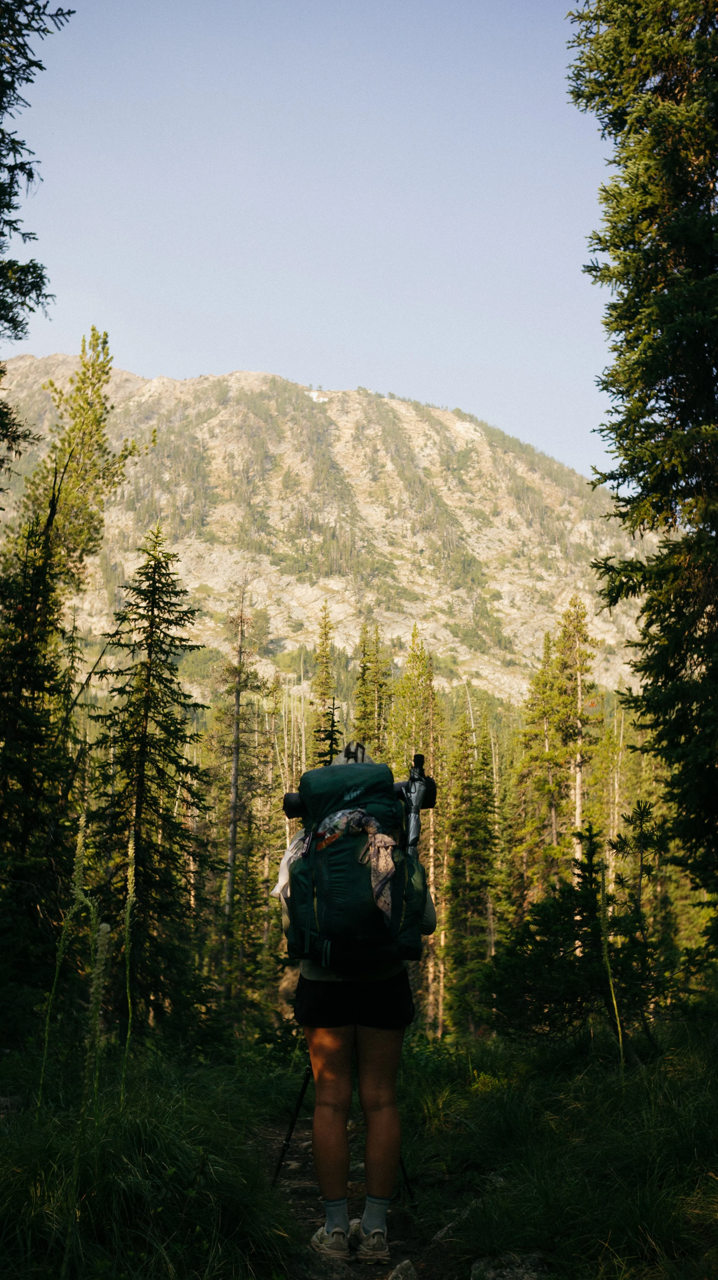 Views through the trees