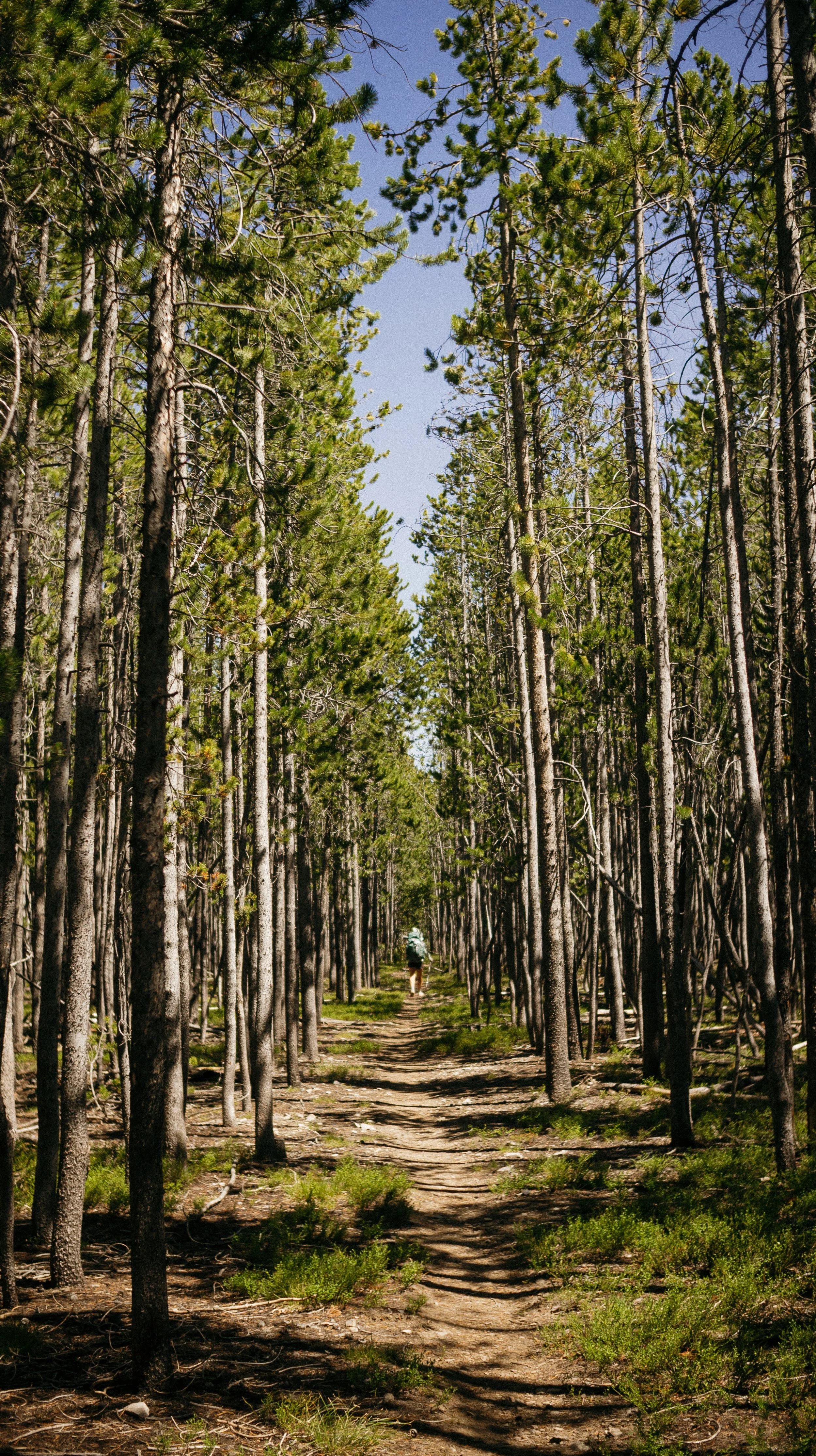 Tall trees line the trail
