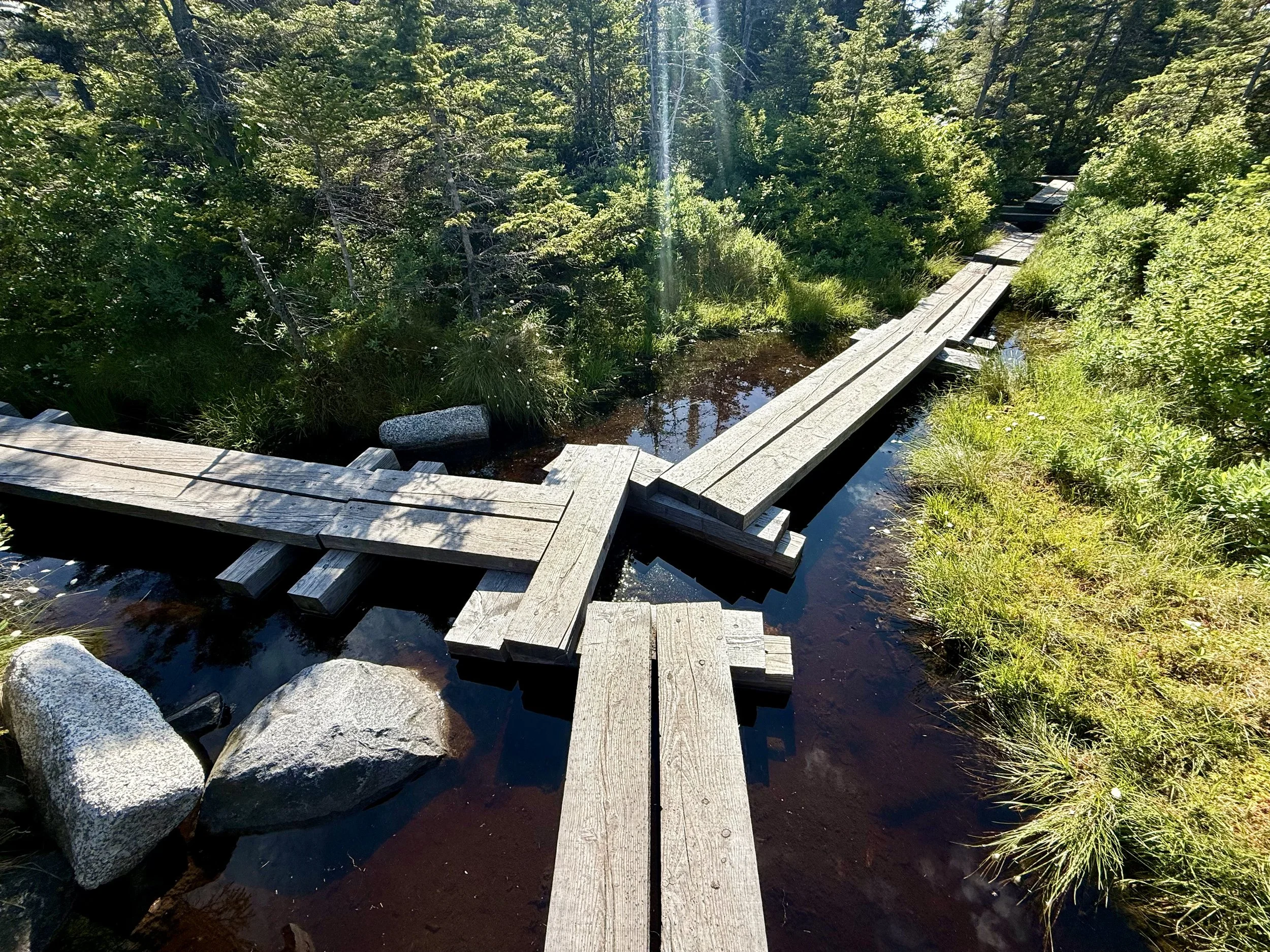  Alpine bogs were present 