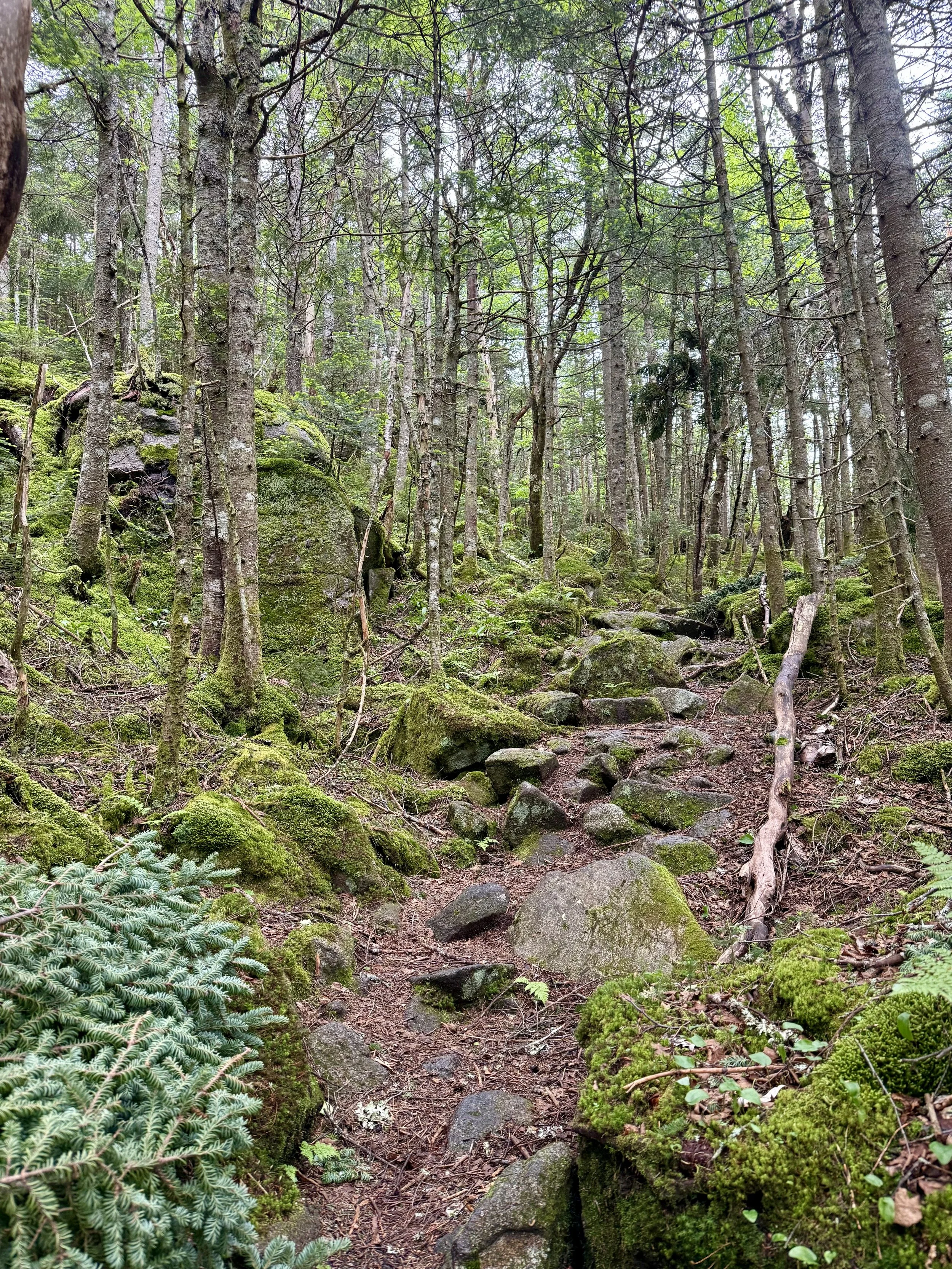  Climbing up to South Kinsman 
