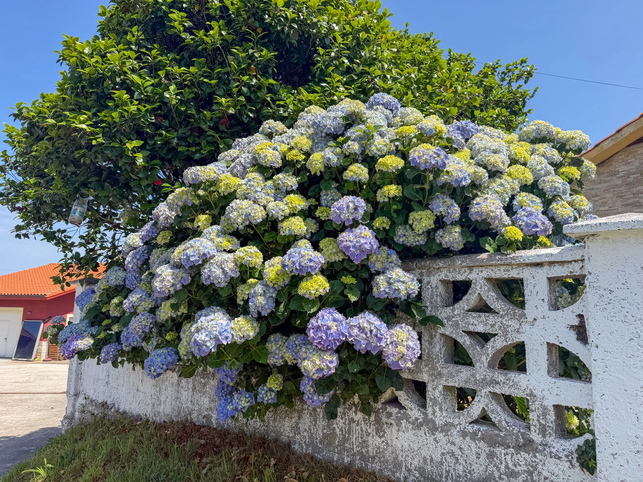 Full bloom