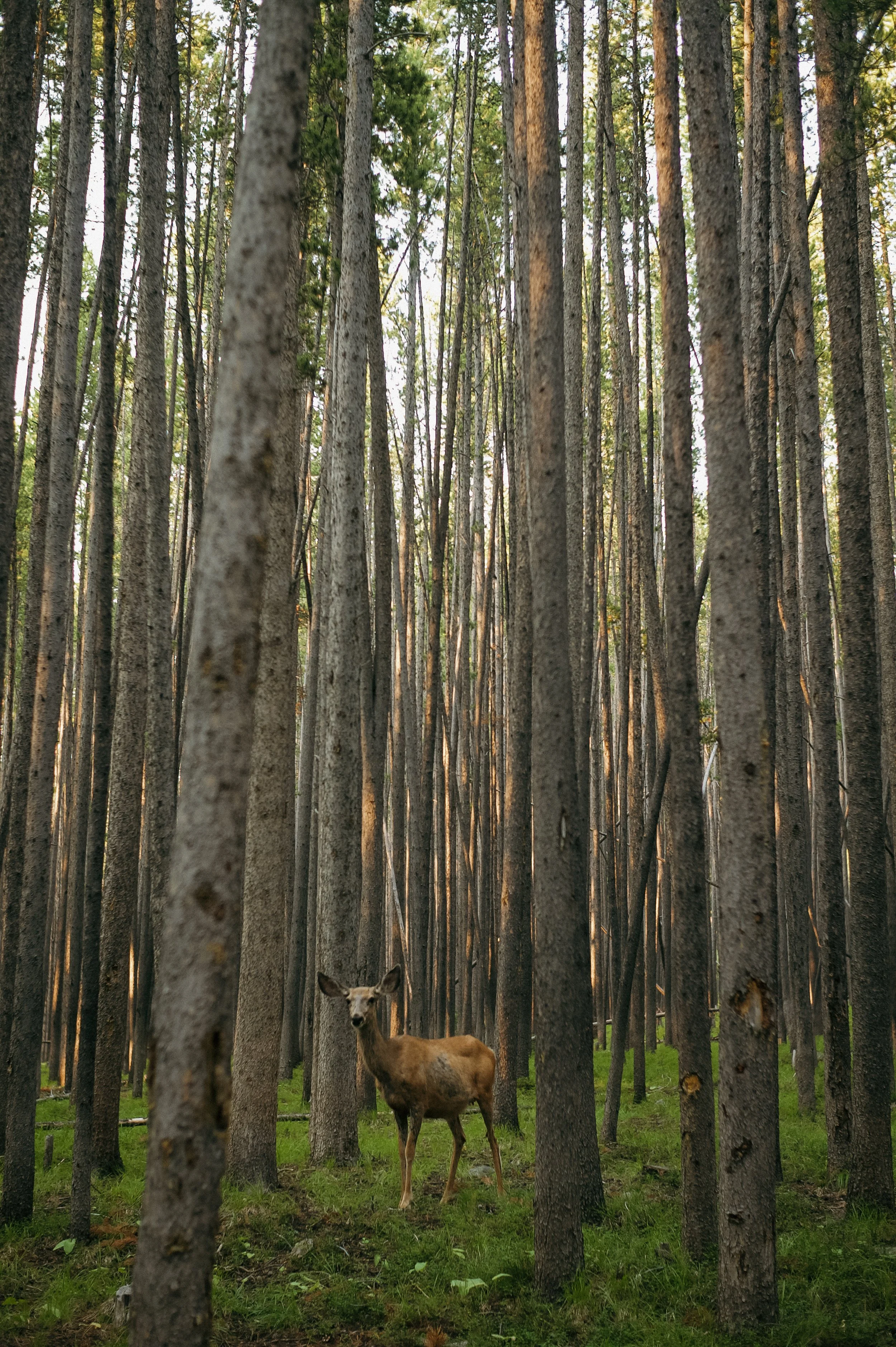 Through the trees