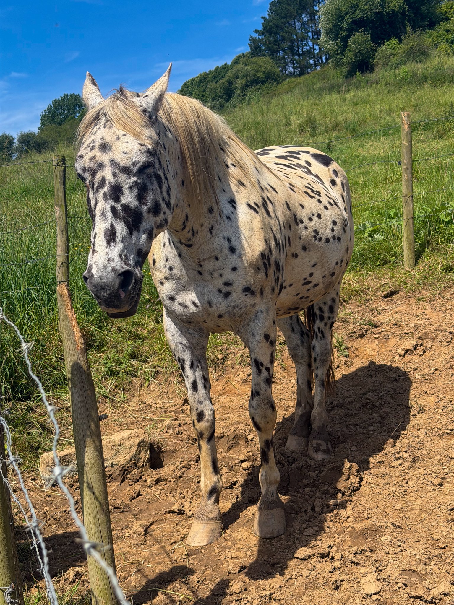 Dalmatian Horse
