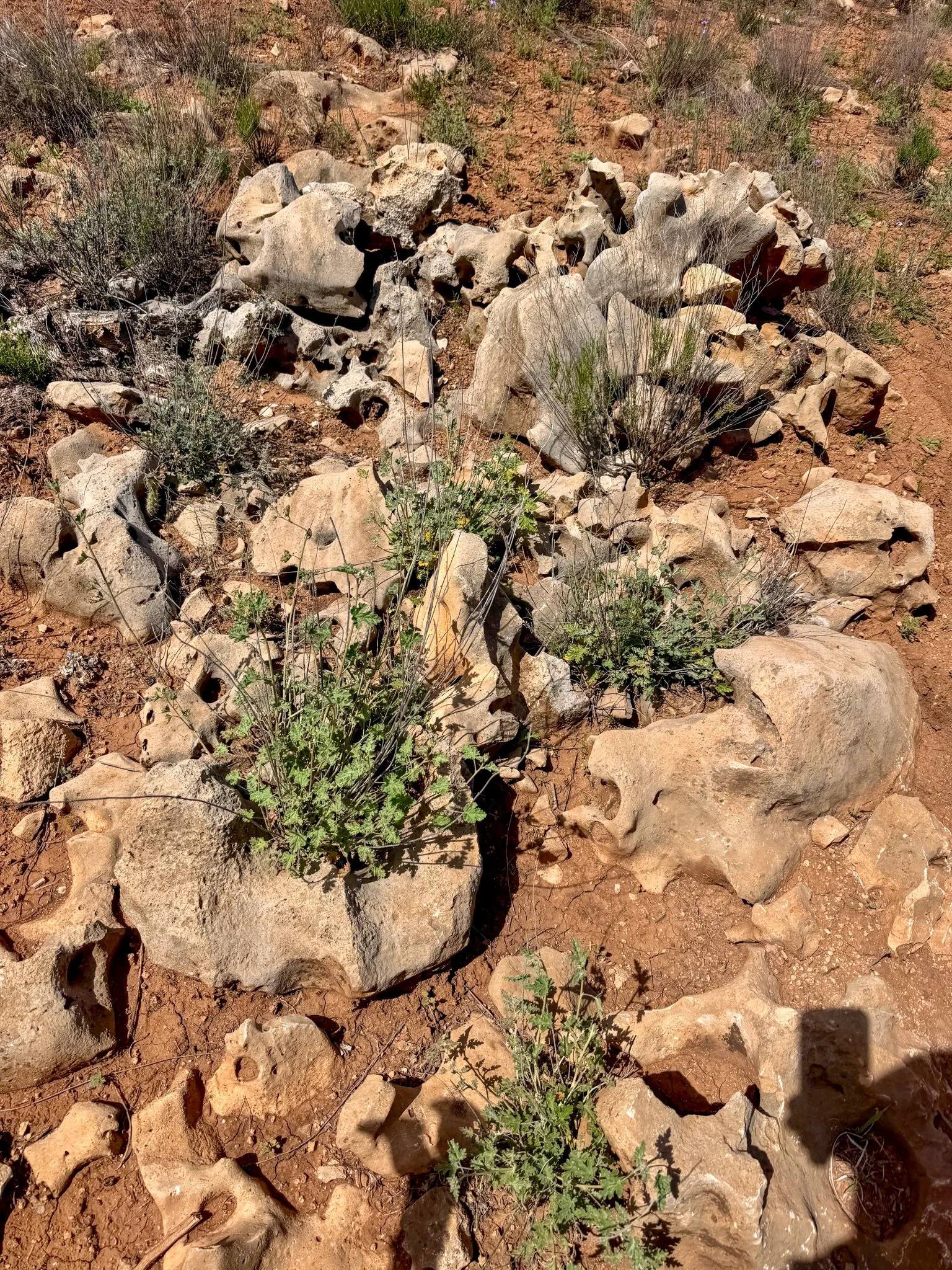  Lava rock trail = ankle twisting 
