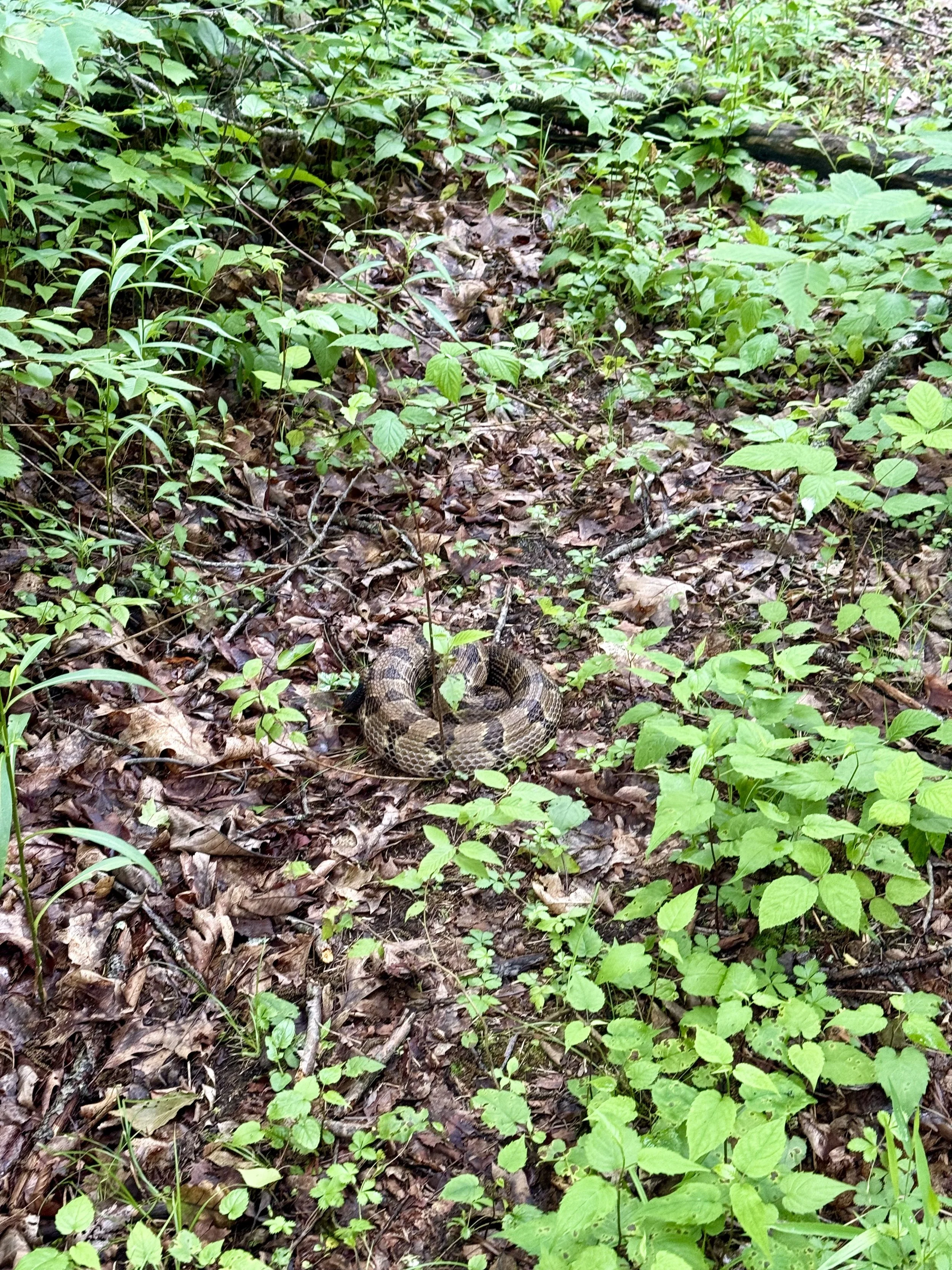  My rattlesnake friend 