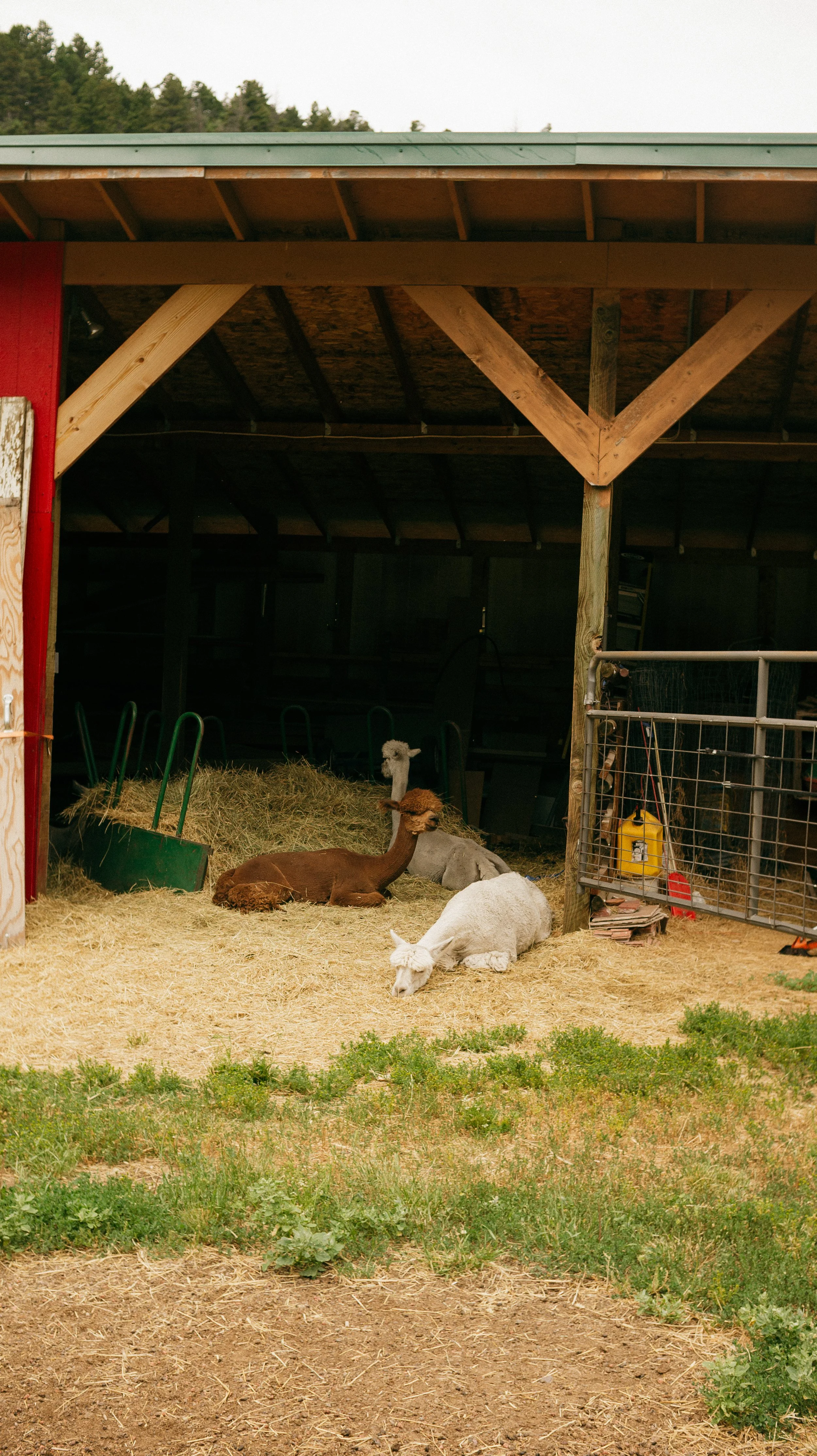 Alpacas at the Llama Ranch