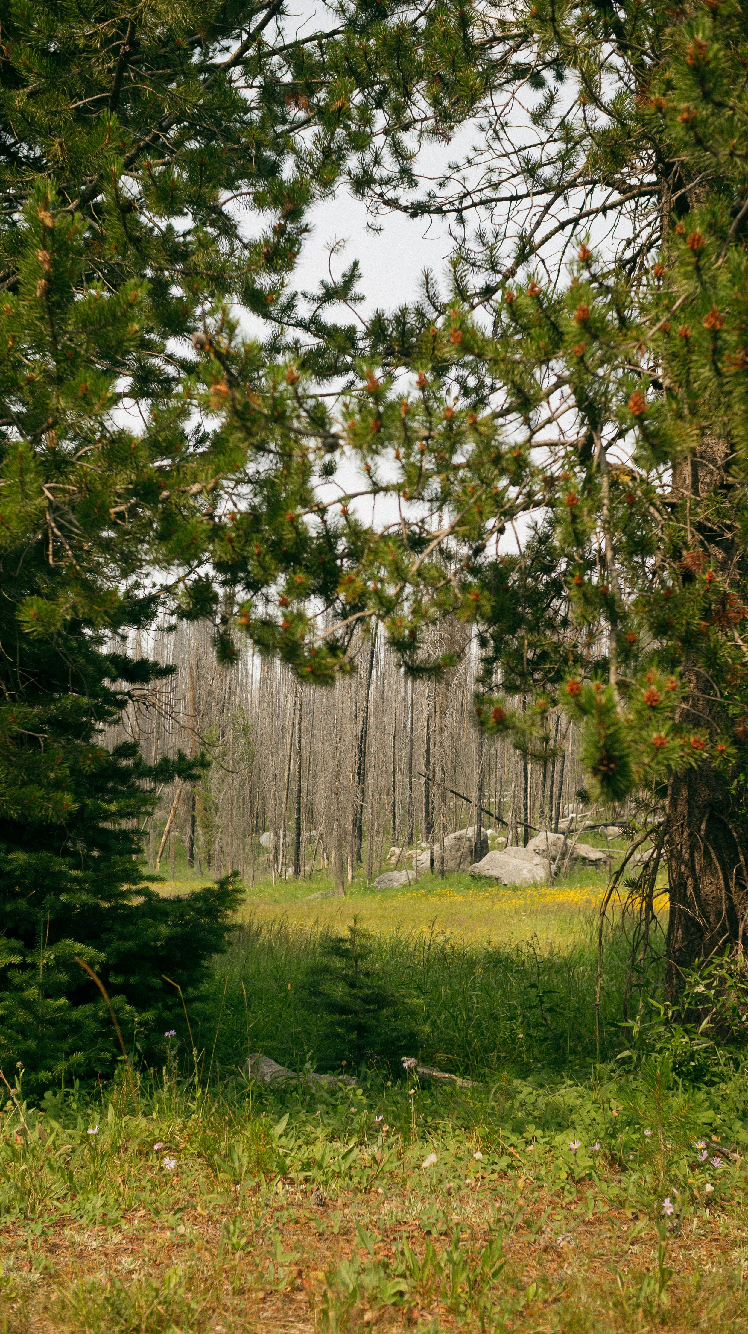 Peek at wildflowers