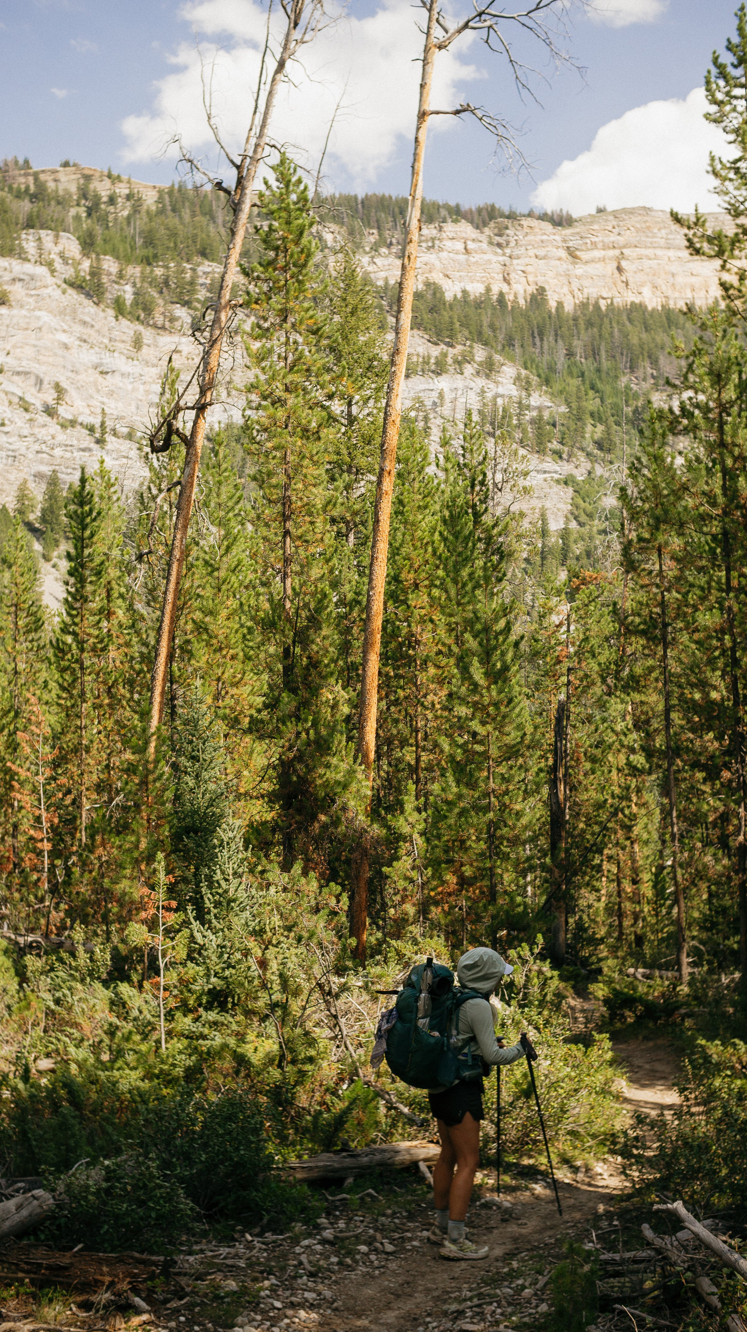 Big trees and big rocks