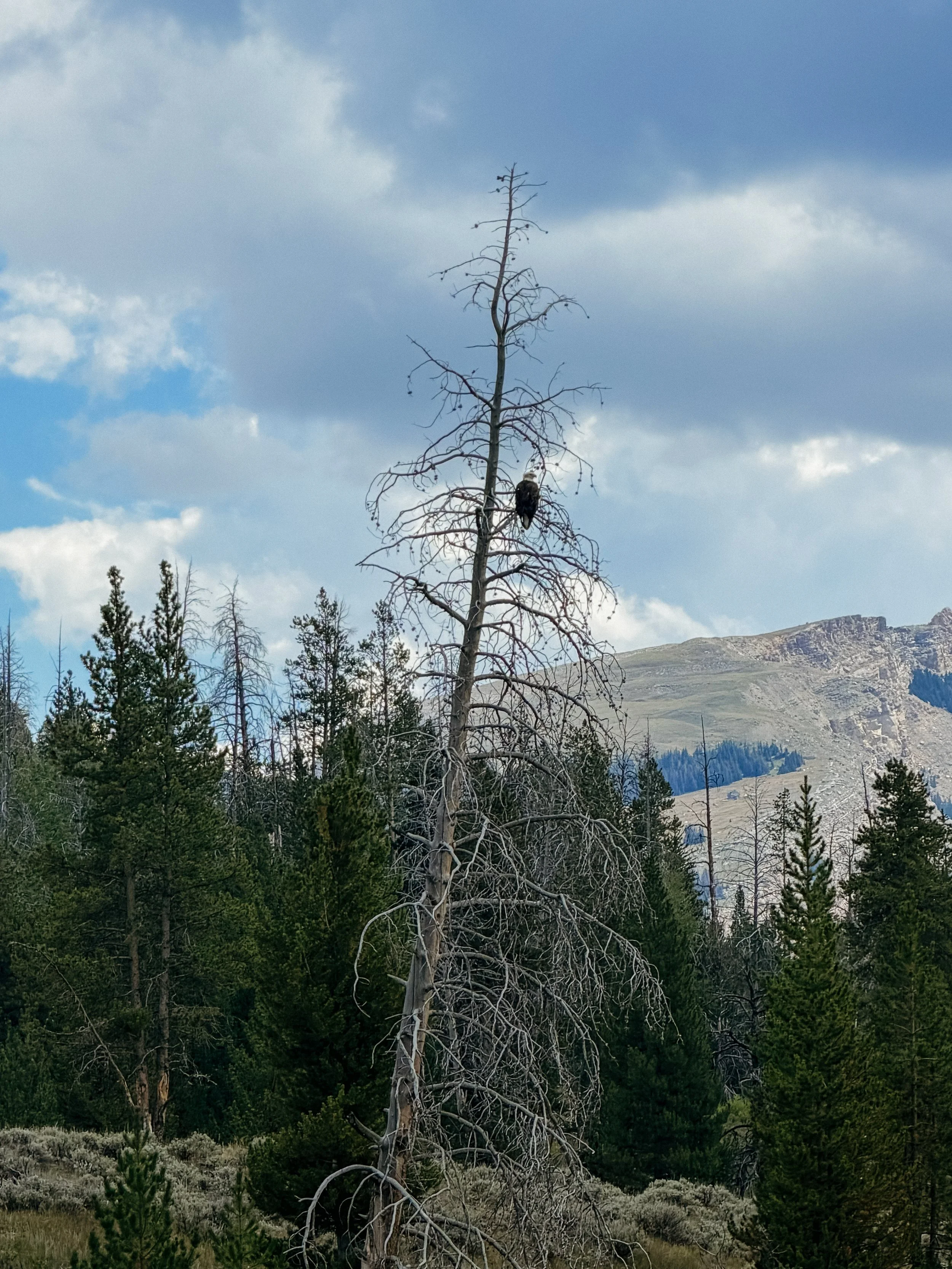 Bald Eagle