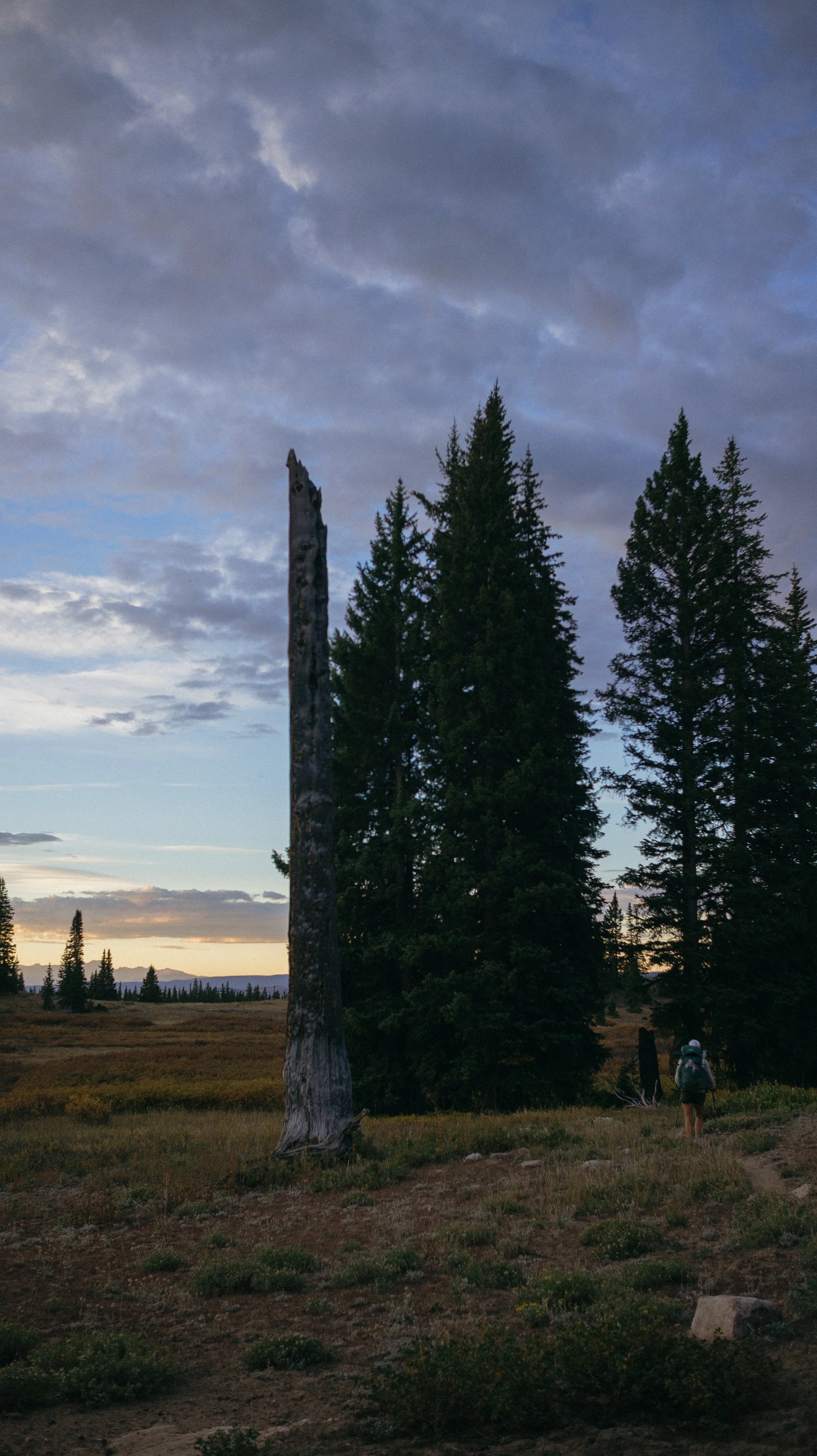 Amongst the pines