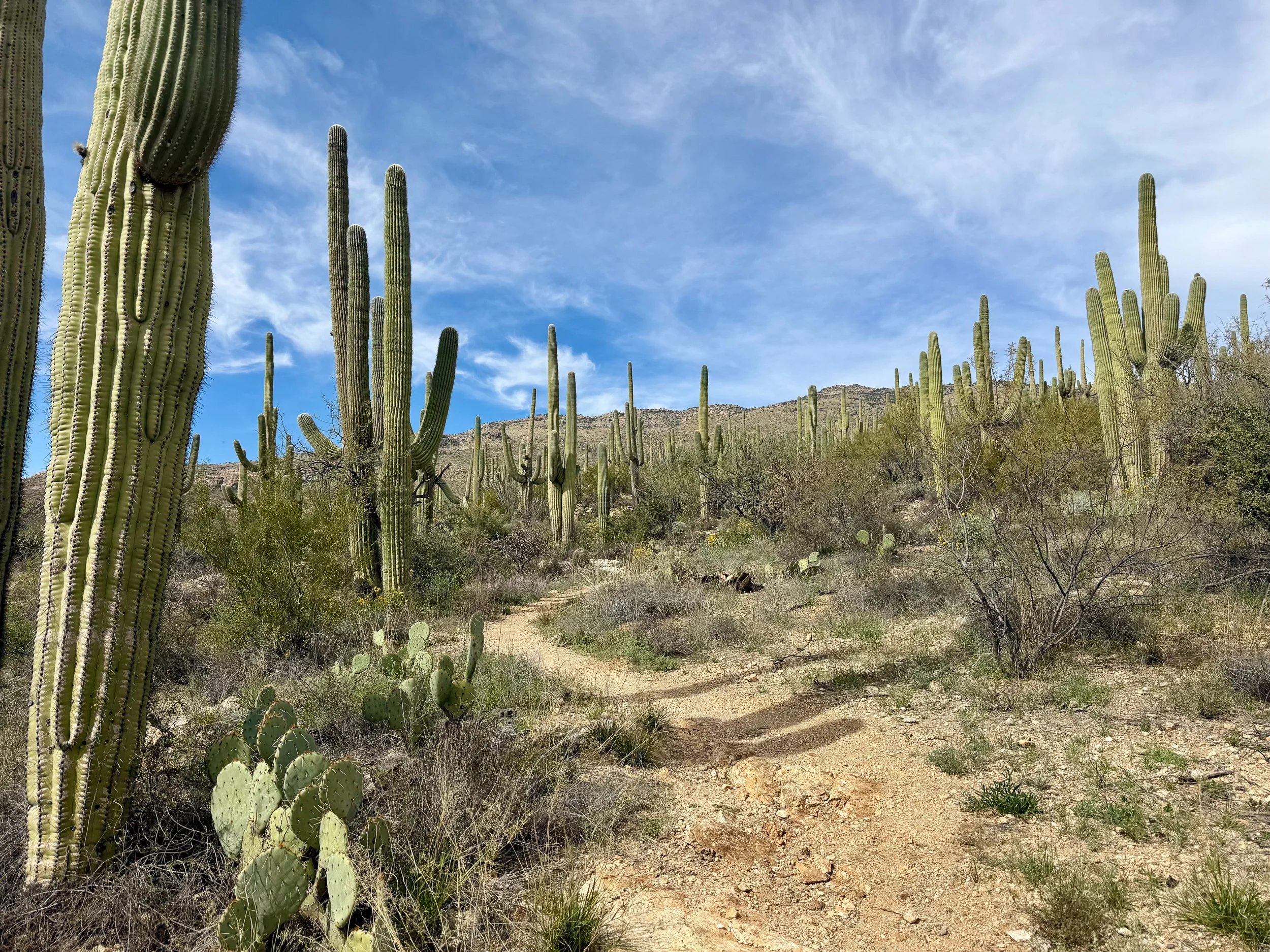  A saguaro forest 