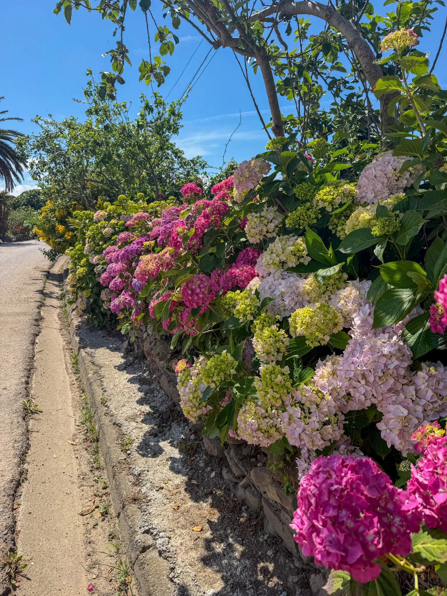 Full bloom
