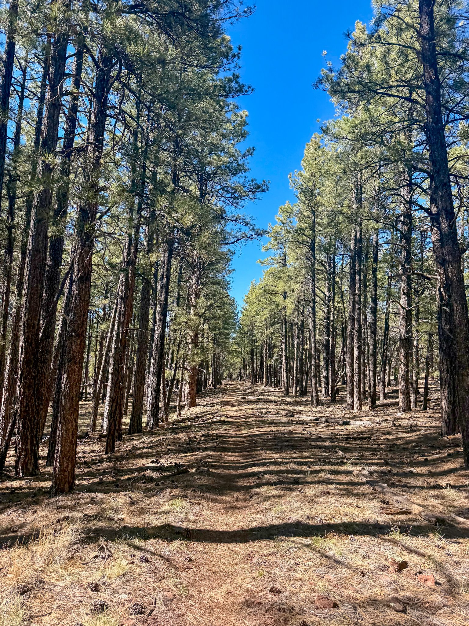  What the majority of hiking in this section looked like 