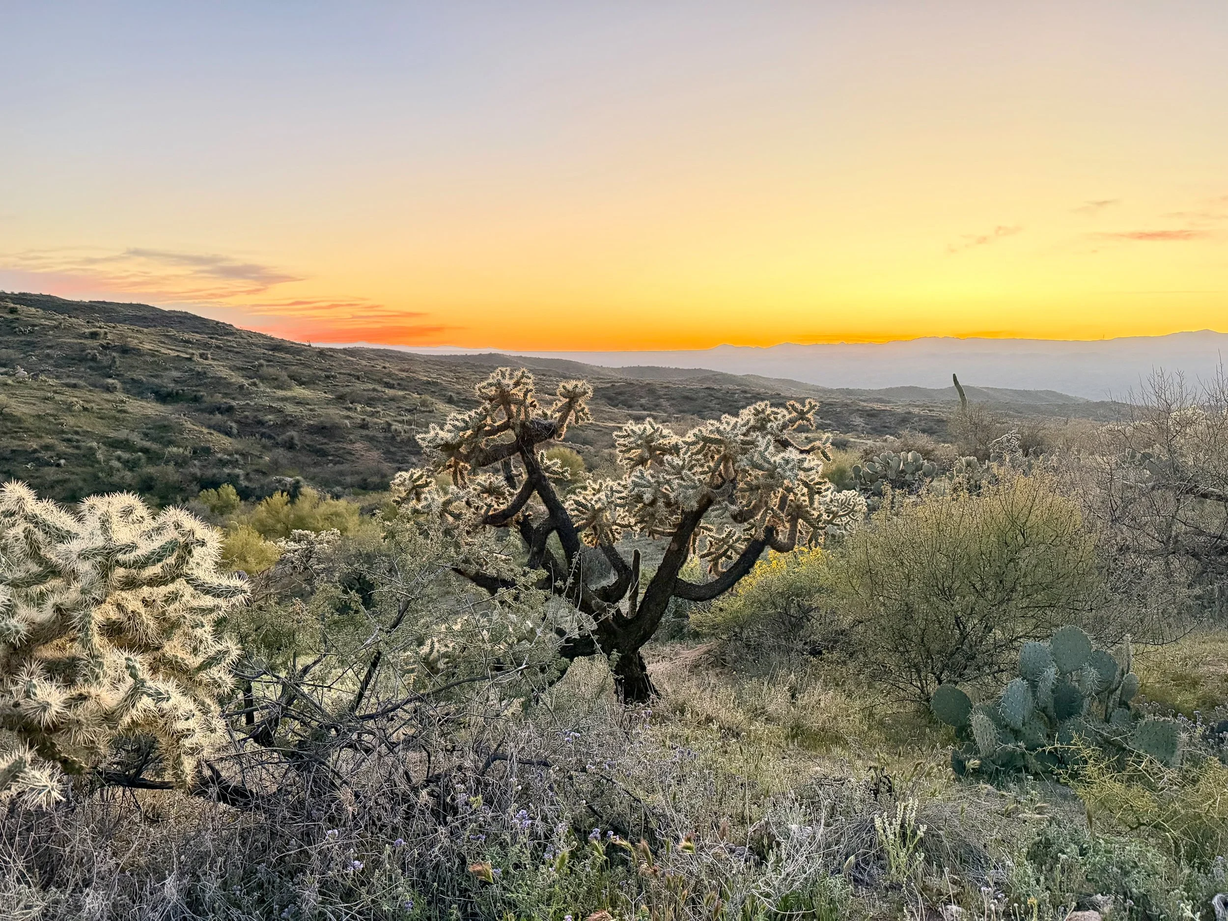  Sunrise cactus 