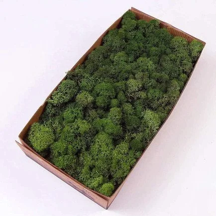 Preserved Reindeer Moss:
Click to Shop - 