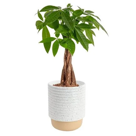 Money Tree Live Plant: Click To Shop - 