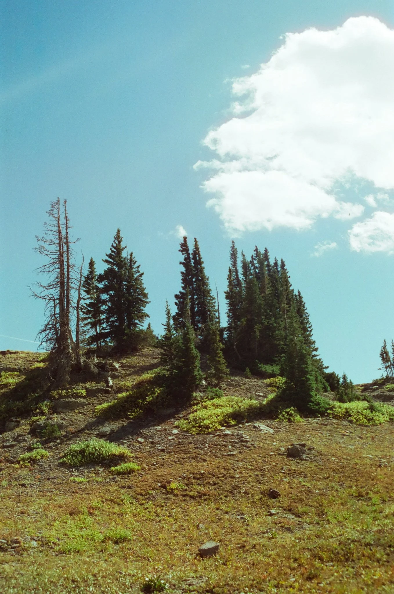A Few Trees in Granite Canyon on a Lovely Day