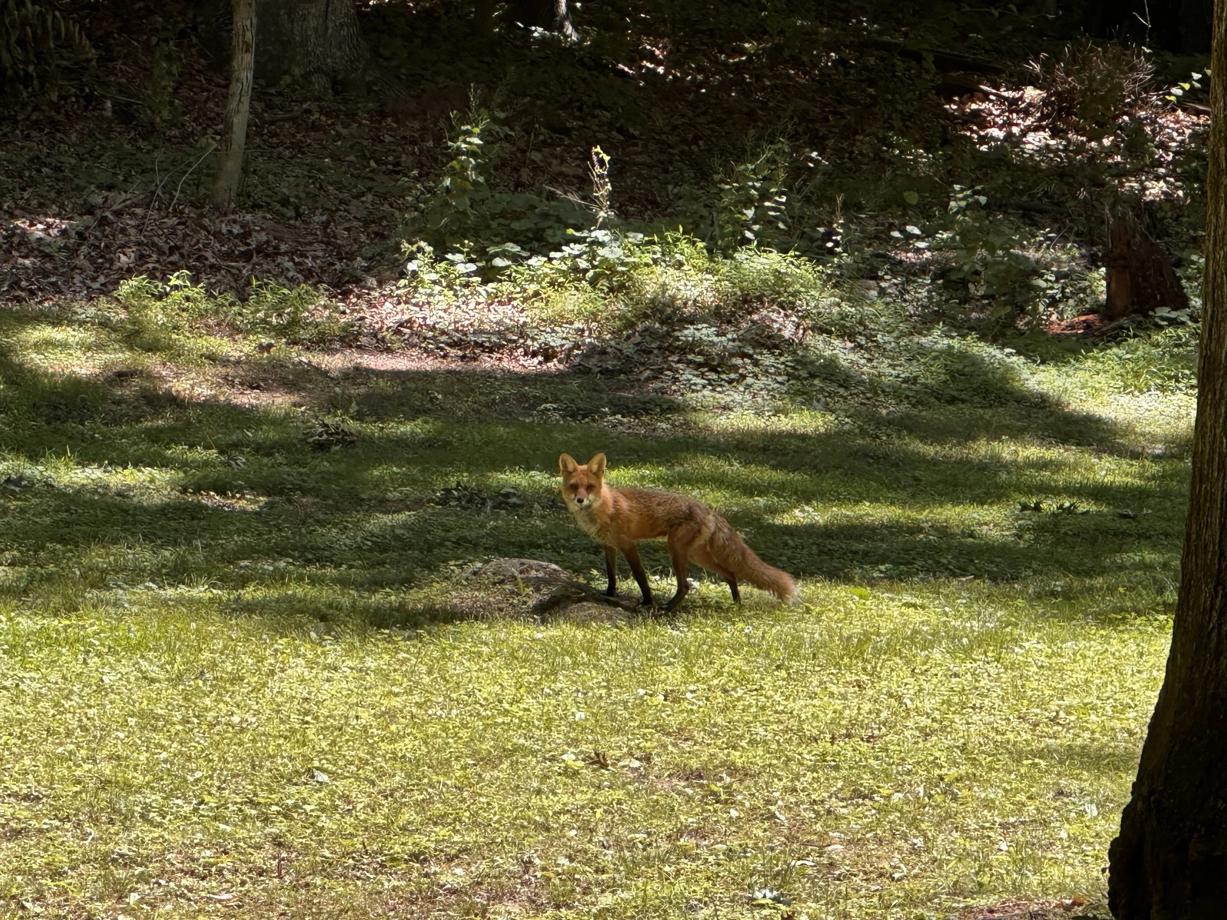 Friendly neighborhood fox
