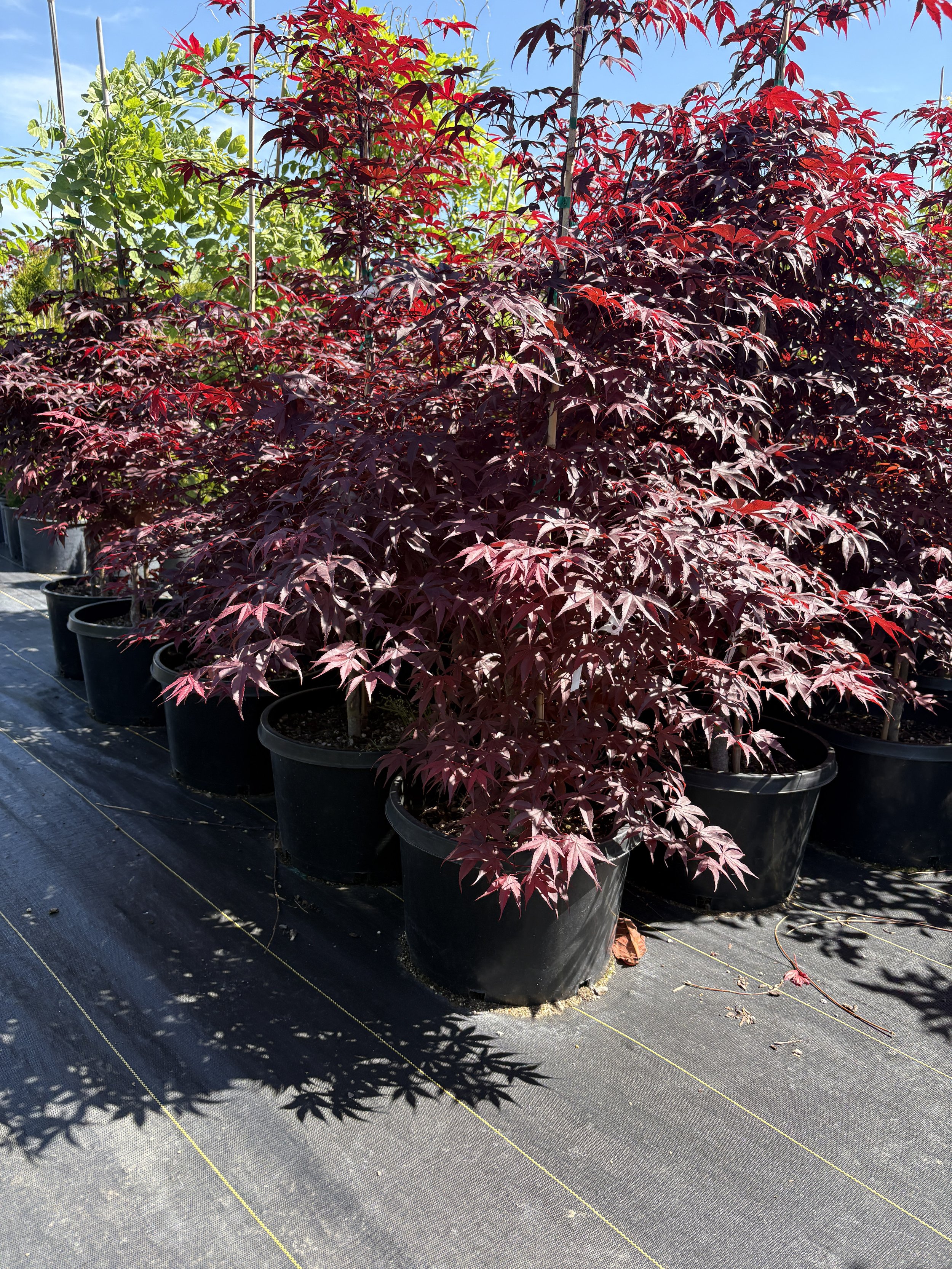 Japanese Maple ‘Emperor 1’