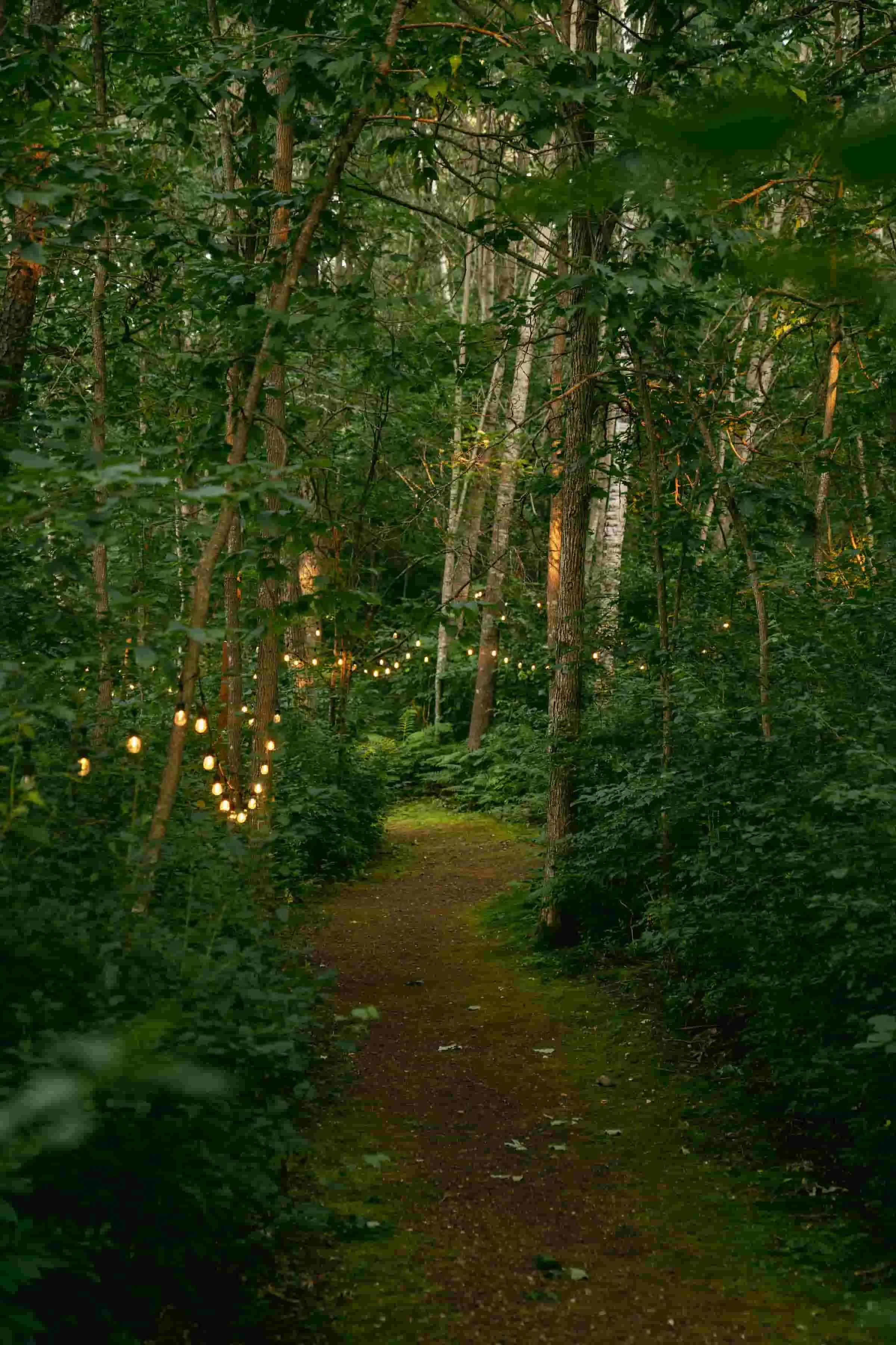 forest-ferns-near-cuyuna-cabins-crosby-minnesota.jpeg