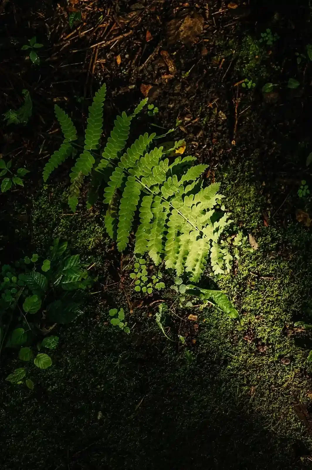 Forest ferns surrounding the modern cabins at Cuyuna Cove near Cuyuna Country State Recreation Area