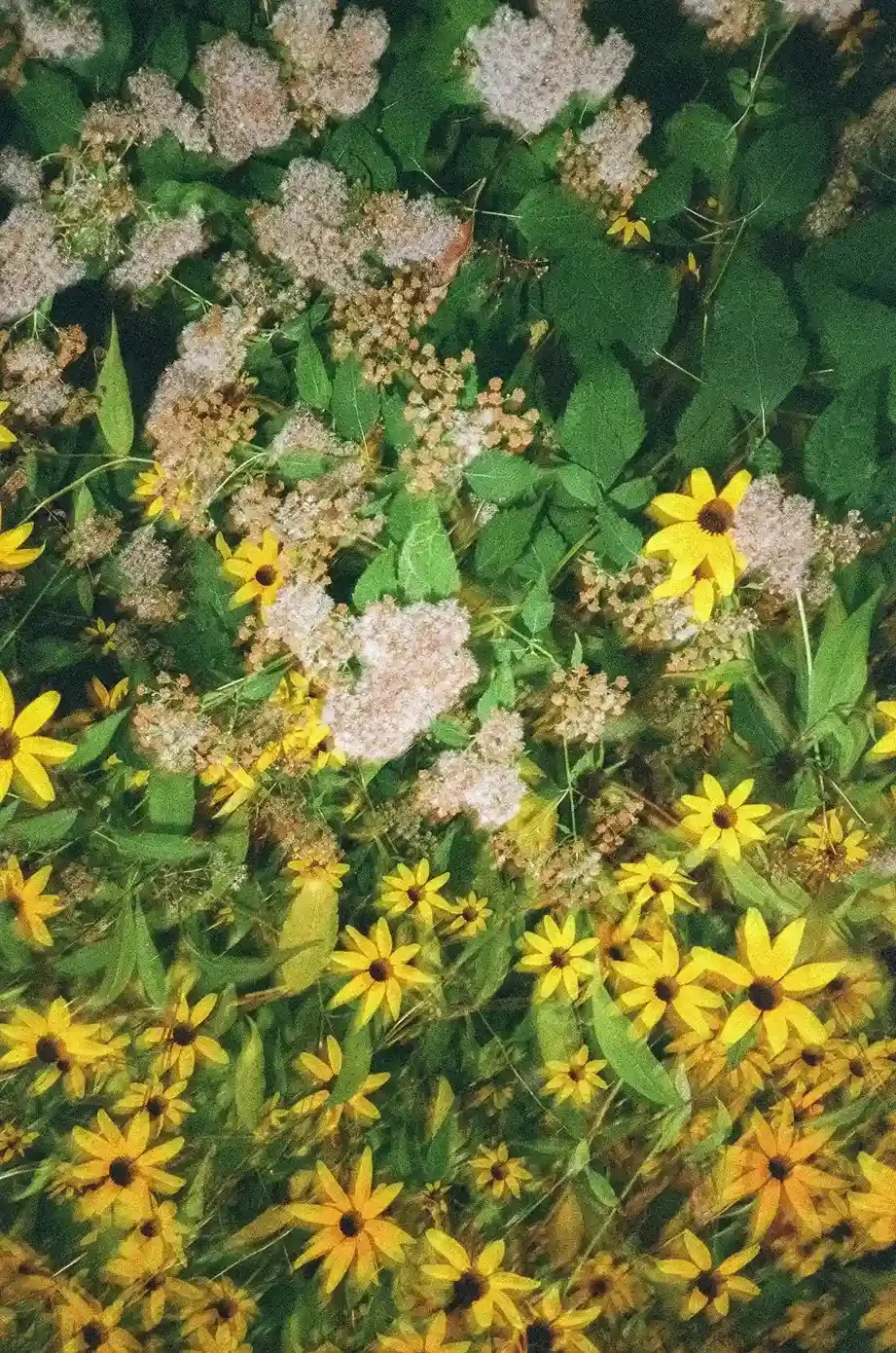 Yellow daisies and green leaves in a garden bed