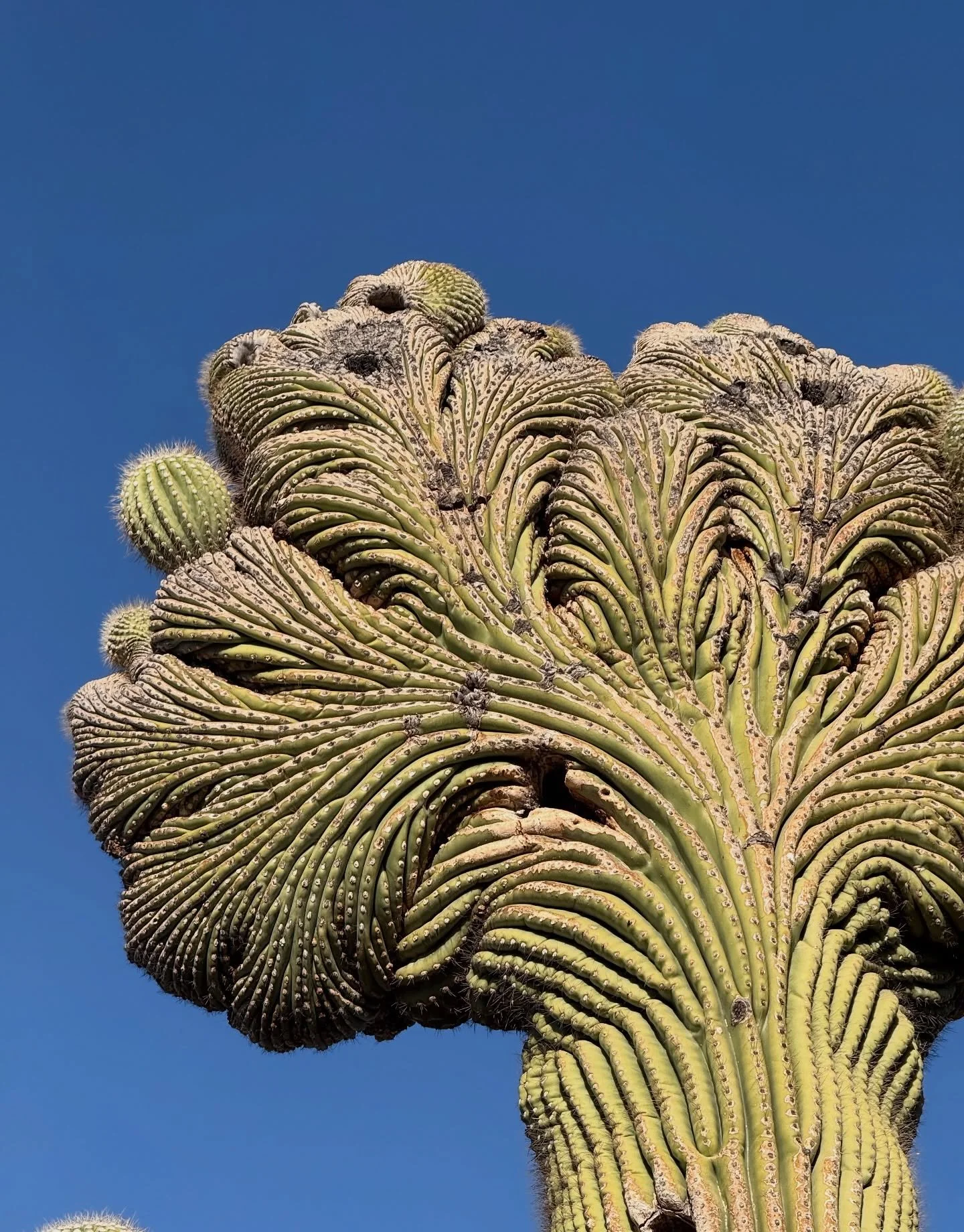 @dbgphx Desert Botanical Garden.