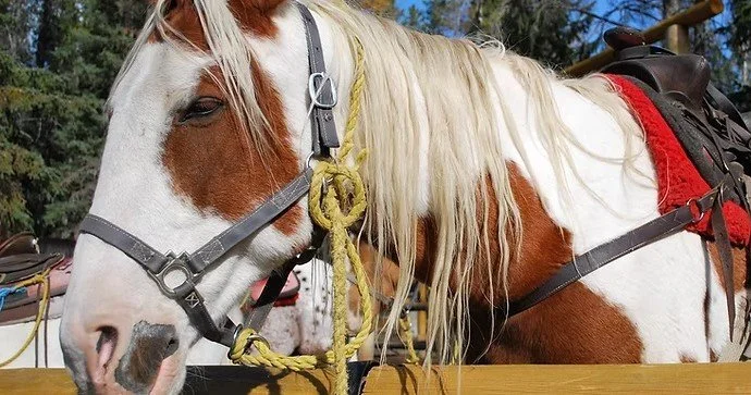 Homer Horse Beach Ride.jpeg