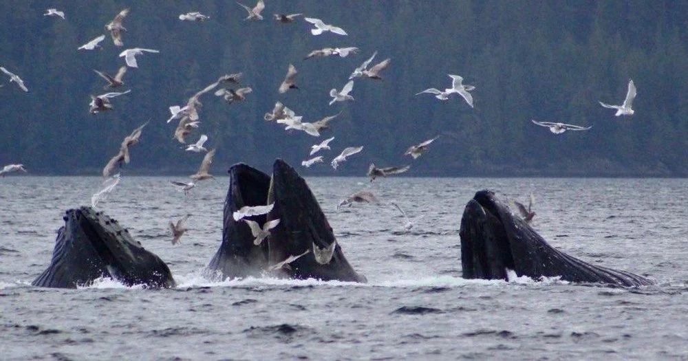 49North Adventures.jpeg