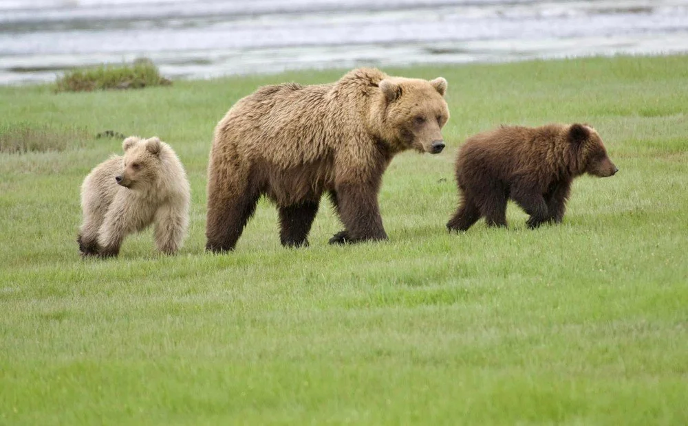 Desintation Alaska.jpeg