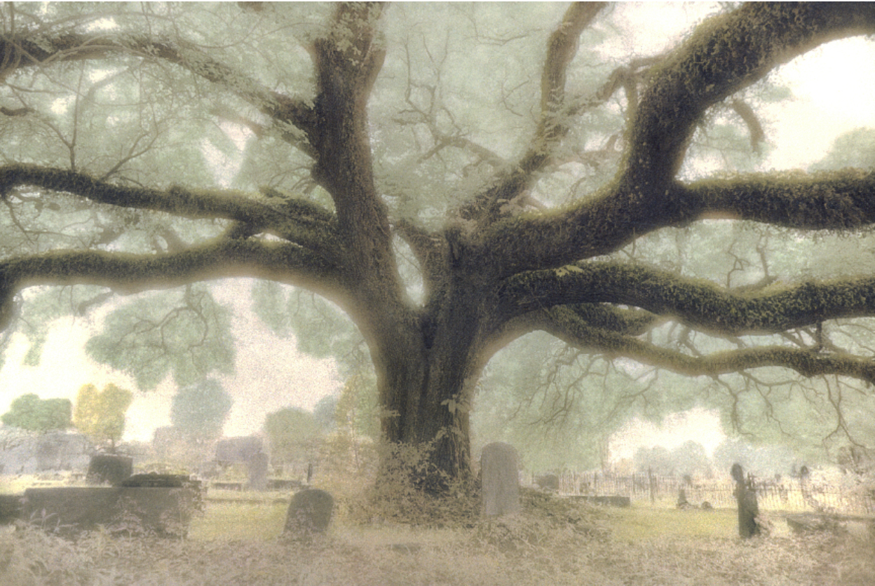 Harriet Blum- Covington Cemetery #1