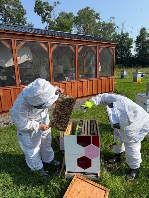 Beekeeping Course 2026 - 20 Weeks of Training