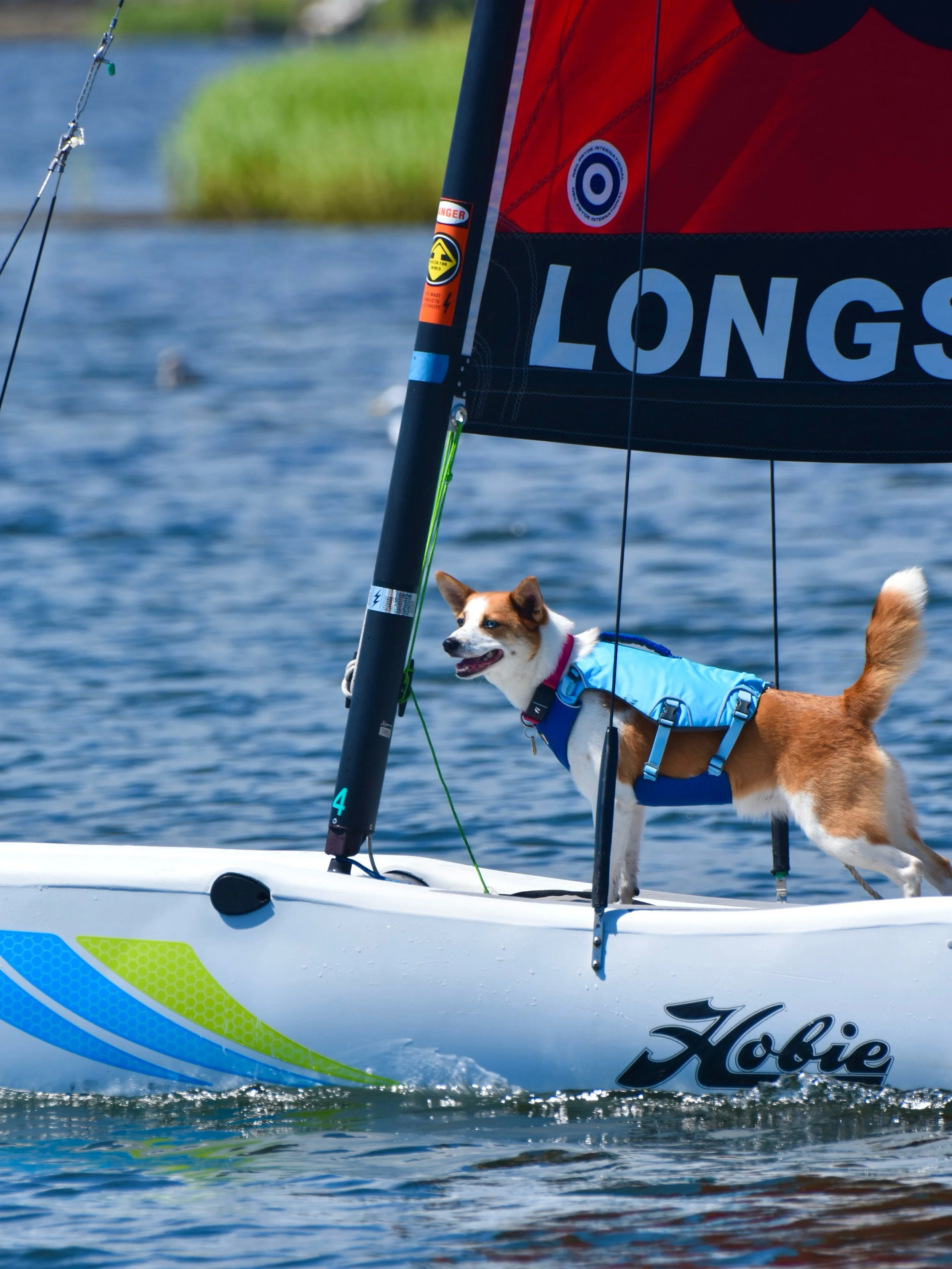 Better late than never. Turns out &ldquo;sea legs&rdquo; come in sets of four, too. 🐾⛵️ Happy belated National Dog Day from the sailing, kayaking and paddle boarding pups of Longshore! 

LSS Dog and cover model C&atilde;o was adopted from @daws_ct i