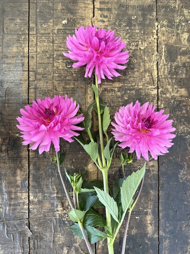Pink Cactus