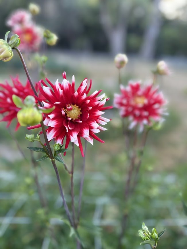 Red & White Cactus