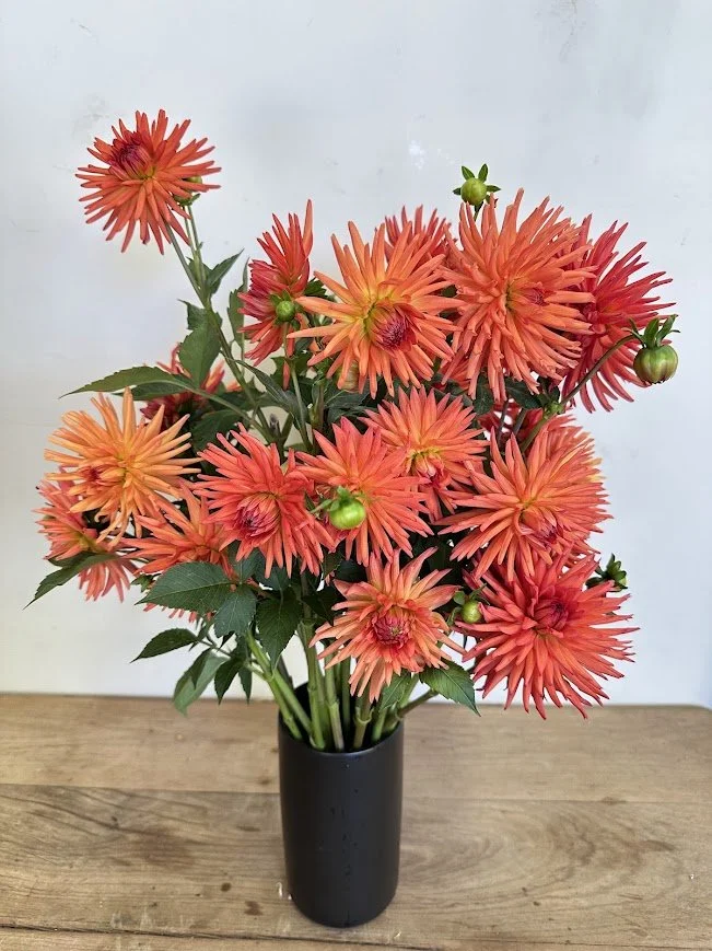 Red Cactus 4.jpg