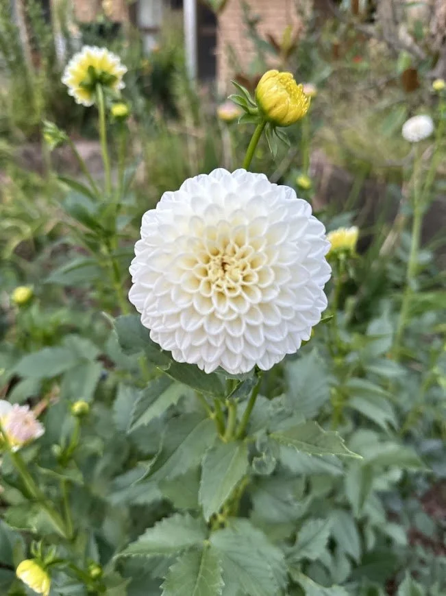 Florelie Chrysie.jpg