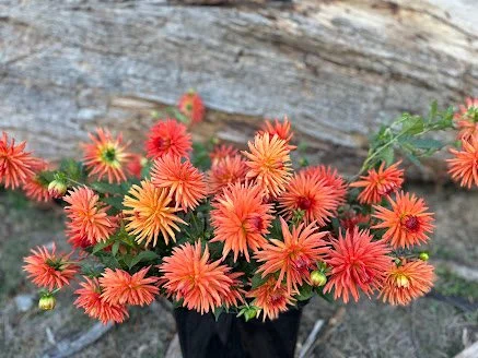 red cactus.jpg