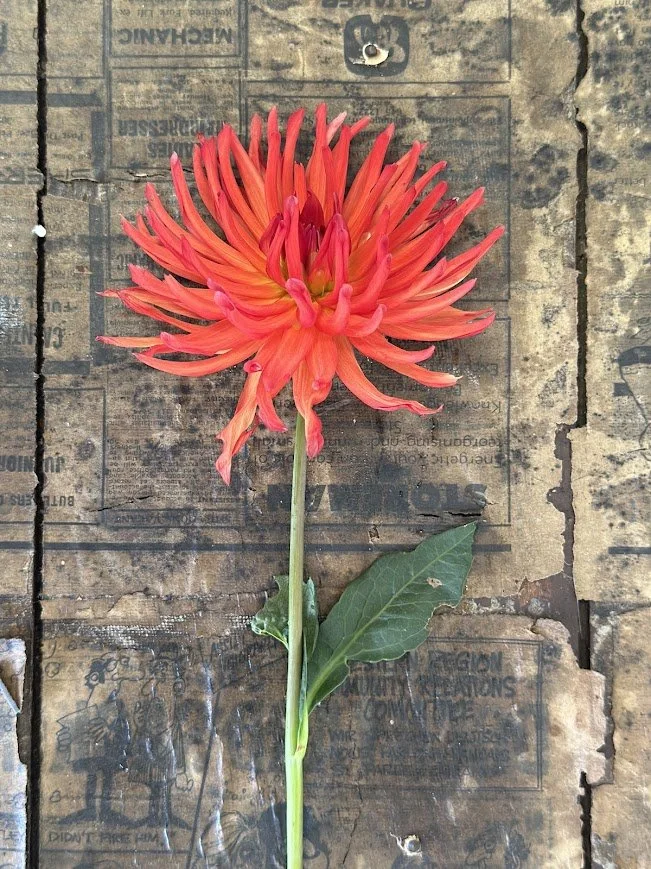 Red Cactus 3.jpg