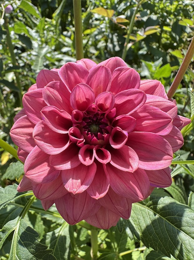 Dusty Rose 2.png