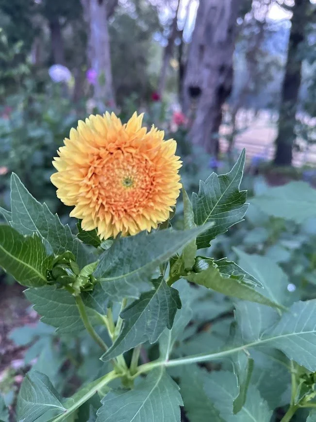 Florelie Dandelion