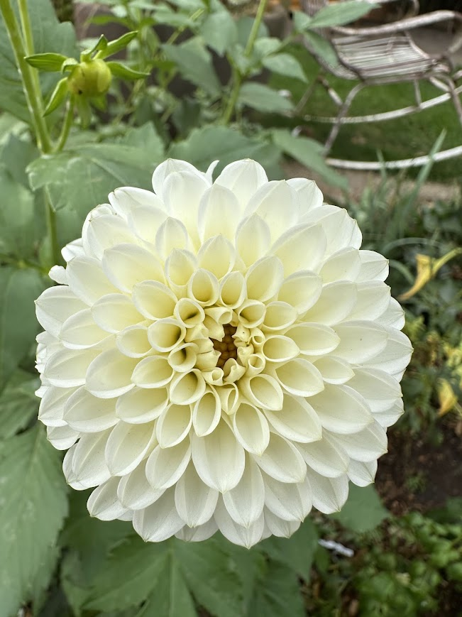 Florelie Chrysie 1.jpg.png