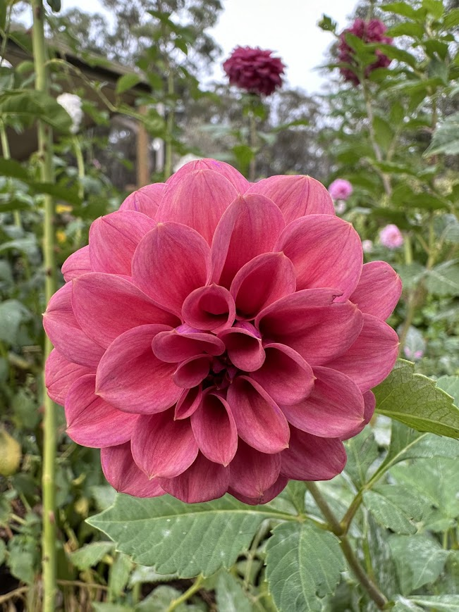 Dusty Rose 1.png