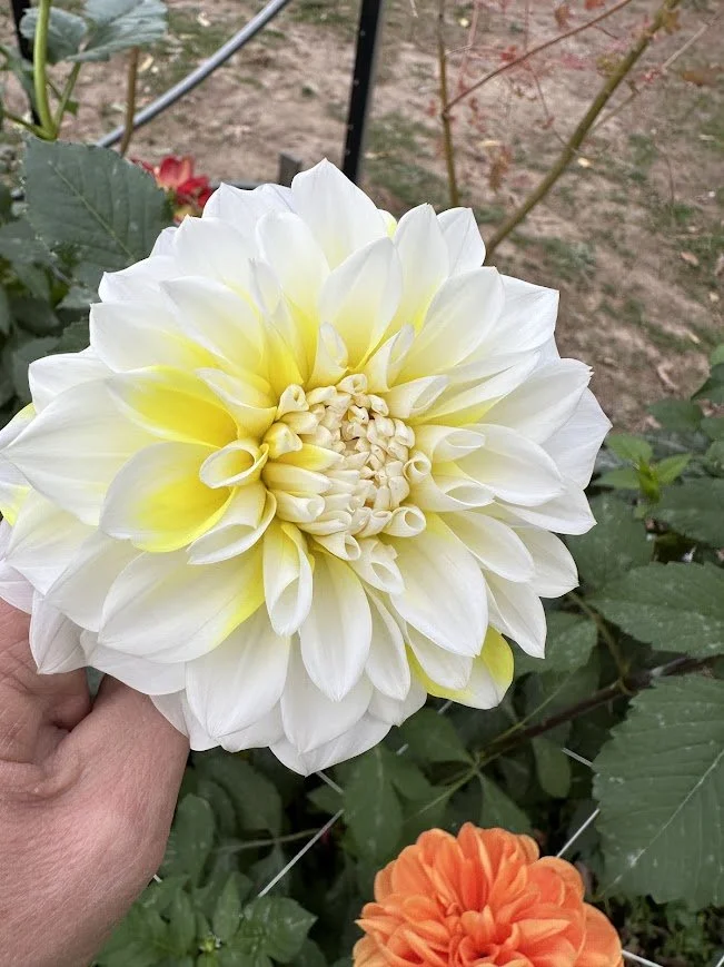 Lemon Snow
