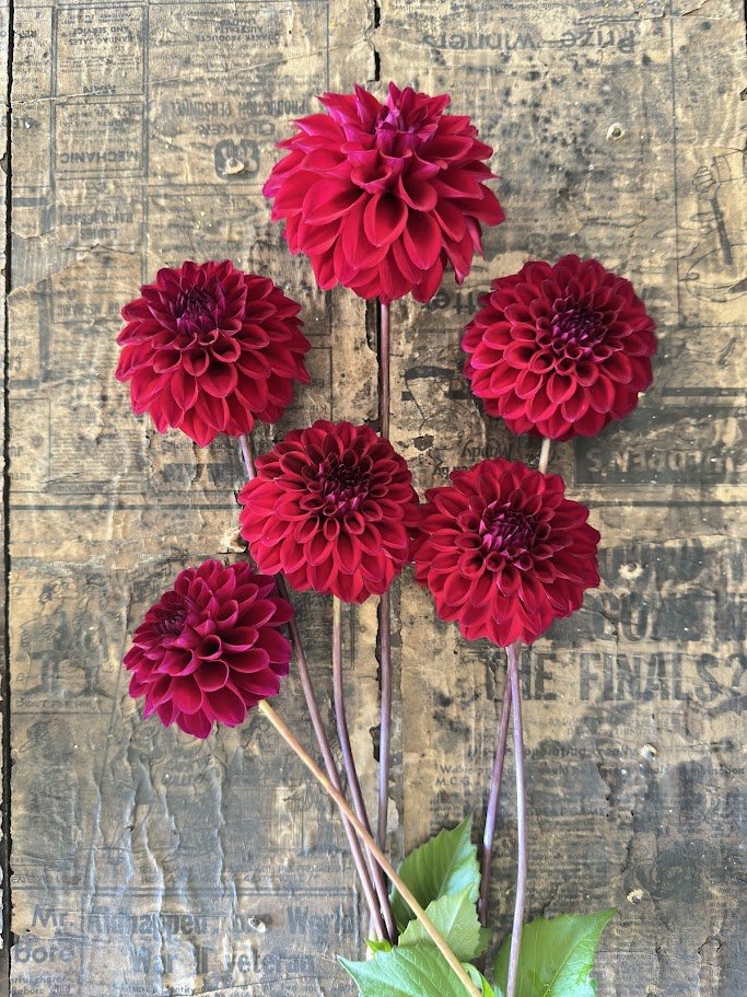 Florelie Bordeaux