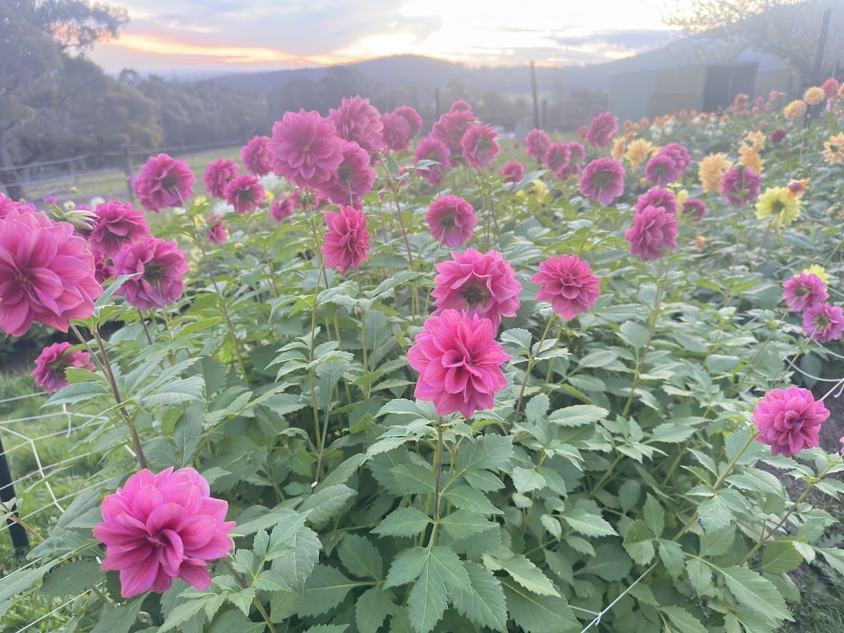 Dusty Rose 0.jpg