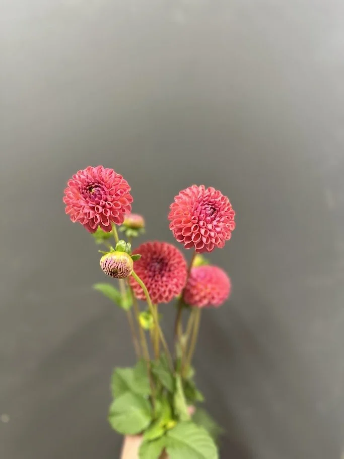 Peachy 02.jpg
