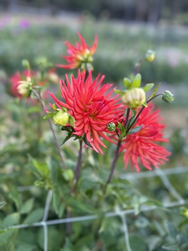 Red Cactus 2.jpg