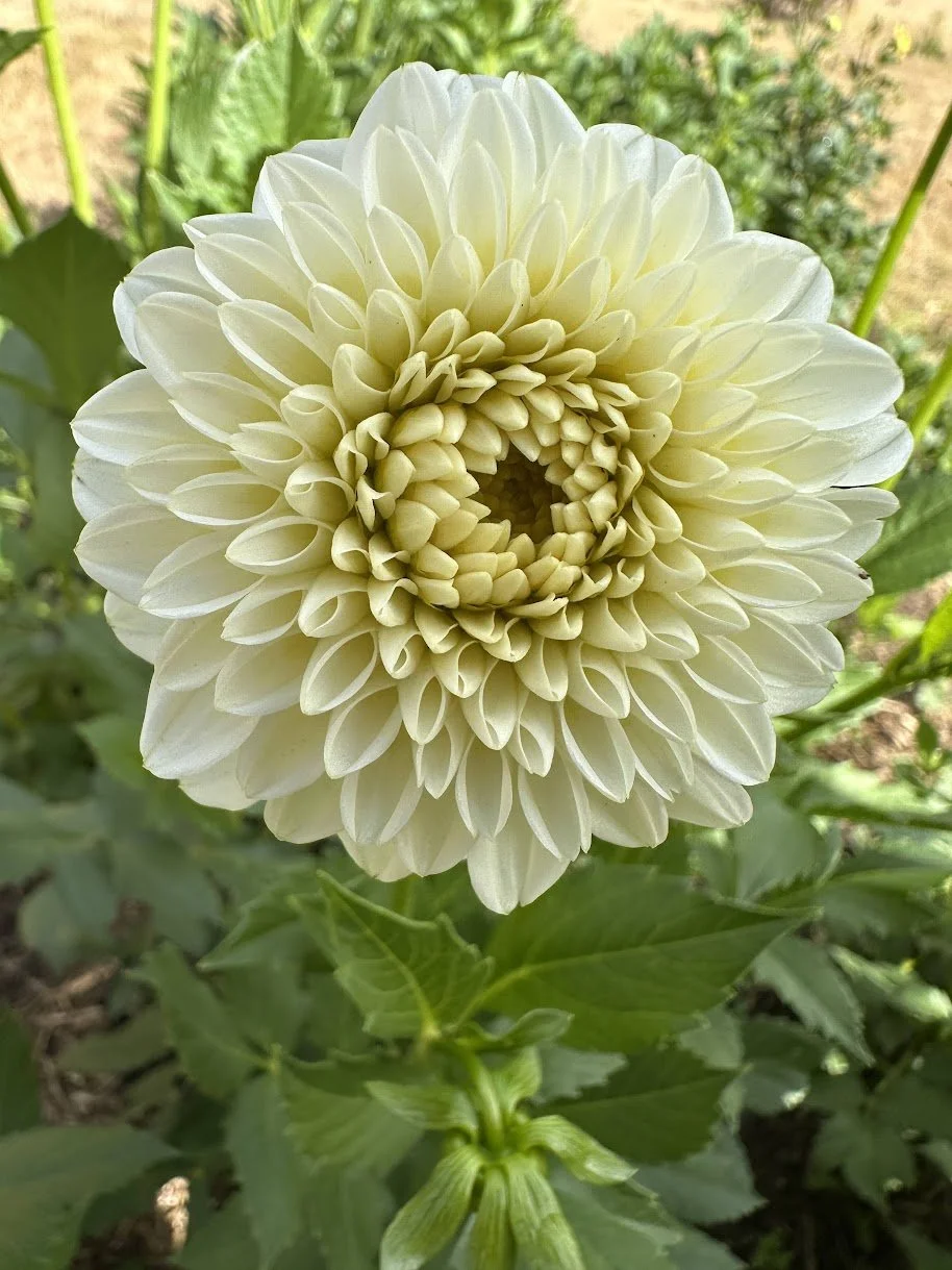 Florelie Chrysie -26-01.jpg