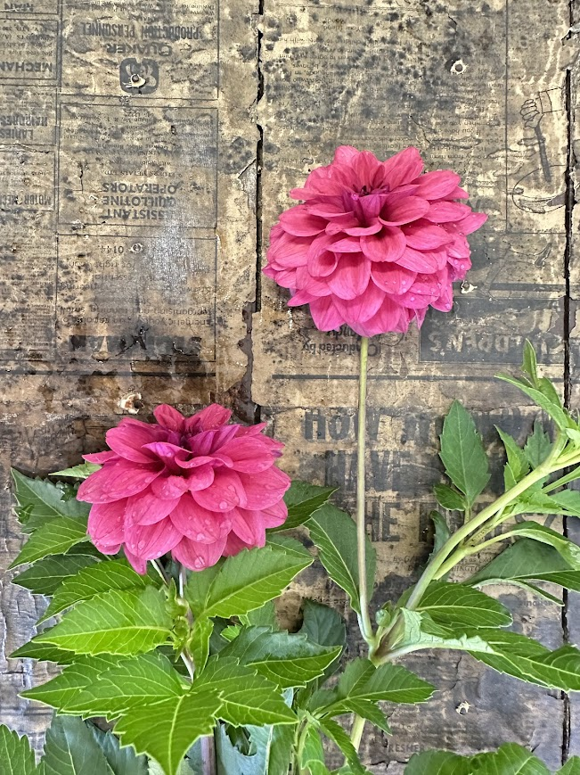 Dusty Rose.png